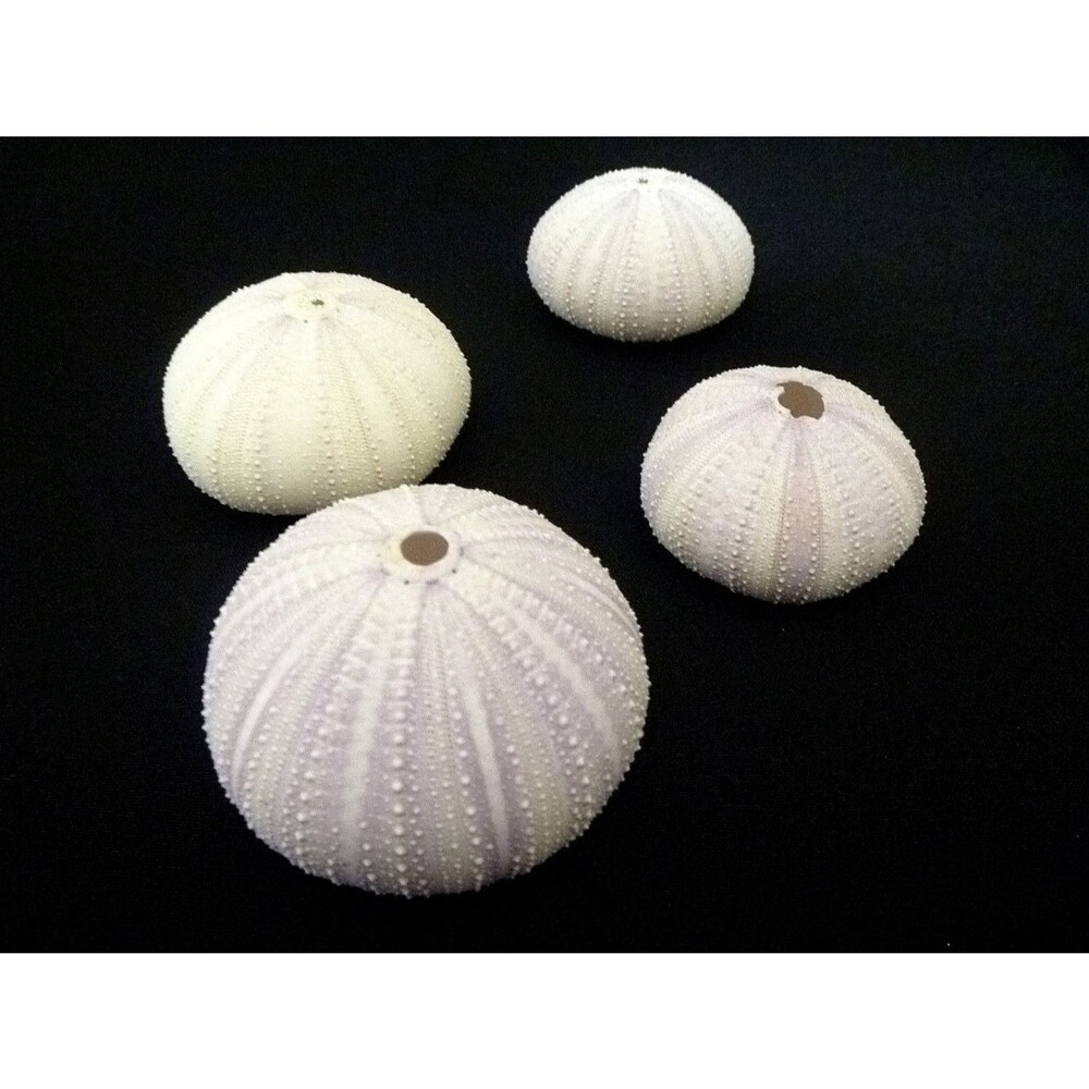 Two Purple ToySea Urchinfigures 2" beach decor air plants home decor crafts